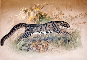 Nebelparder, 1851-69